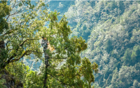 在重庆，见证“生态与发展”双向奔赴